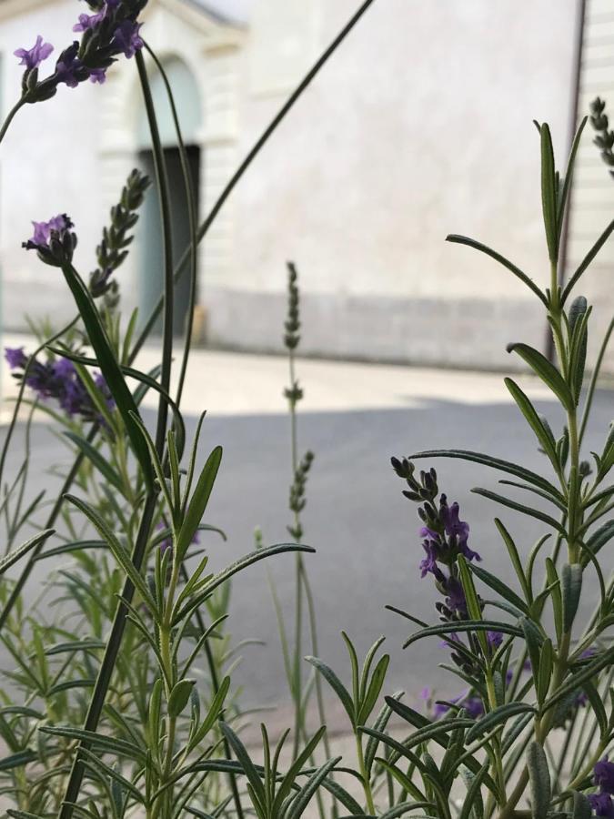 Fontevraud Maison De Ville Bnb מראה חיצוני תמונה